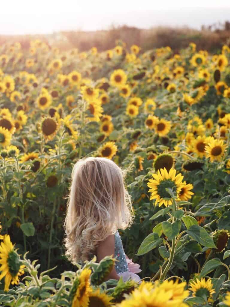 an image of a small girl in a field of sunflowers facing away from the camera