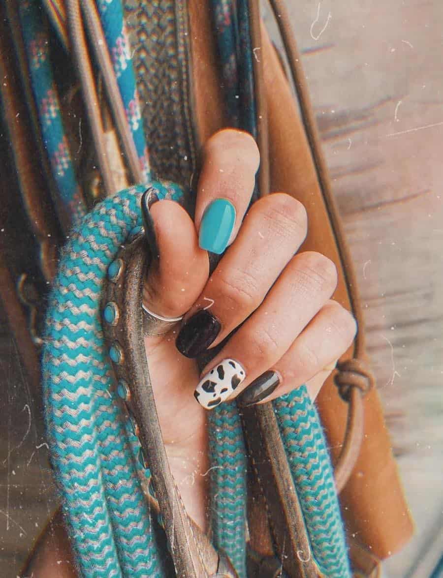 Short coffin nails featuring black and blue polish with cow print accent nails